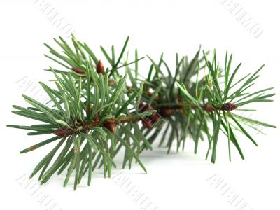 pineneedles