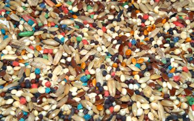 seeds