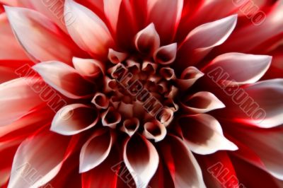 Close up of dahlia blossom