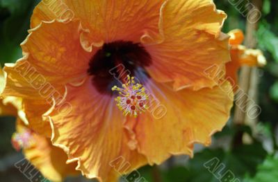 Orange Flower