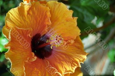 Orange Flower