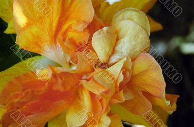 Orange Flower