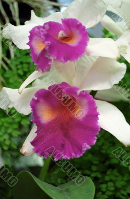 Purple and White Flower