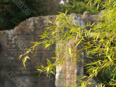 bamboo leaves