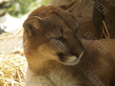 Cougar