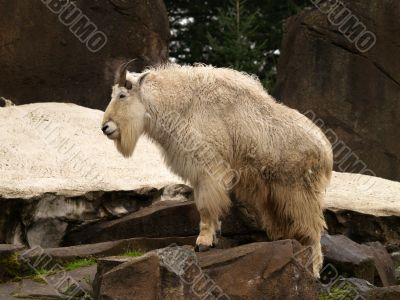 mountain goat