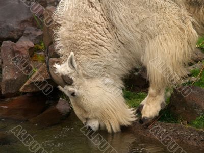 mountain goat