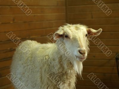 farm goat