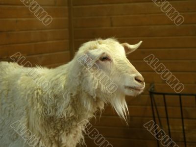 farm goat