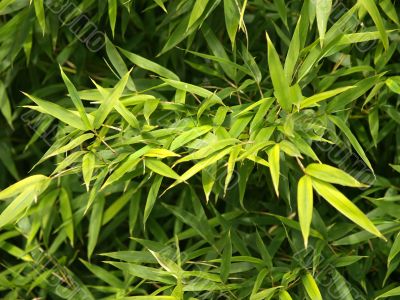green leaves