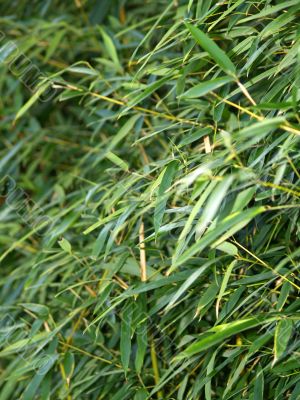 green leaves