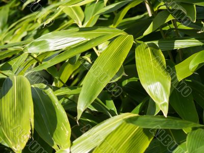 green leaves