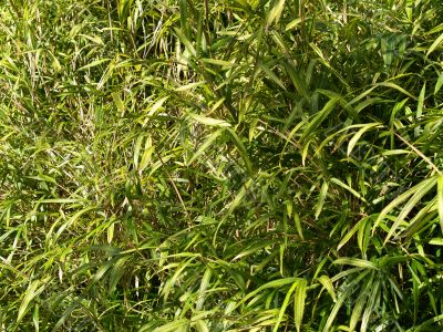 green leaves