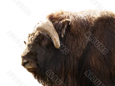 musk ox