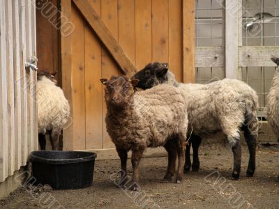sheep