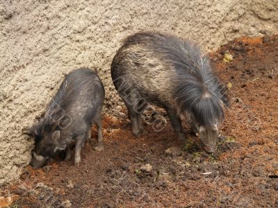 warthog