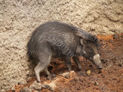 warthog