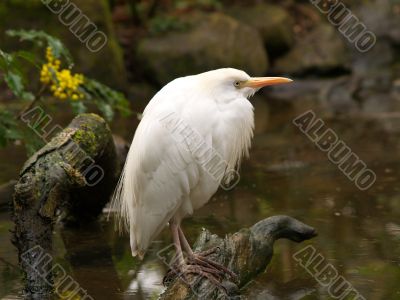 white bird