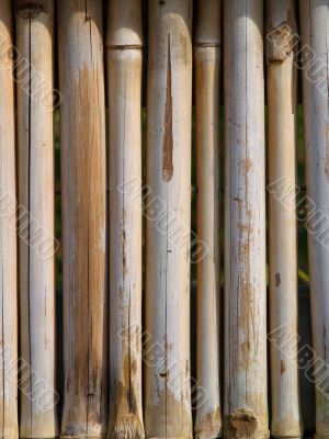 Bamboo Fence