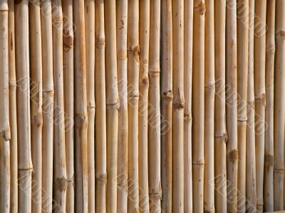 Bamboo Fence