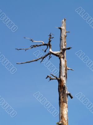 dead tree