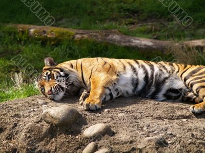 lazy tiger