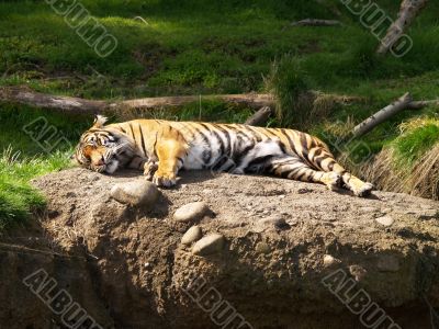 lazy tiger