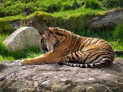 tiger