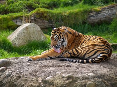 tiger bath