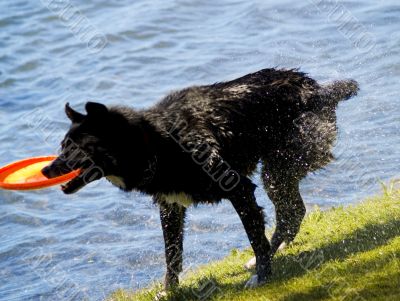 Black Dog