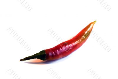 pepper, chili