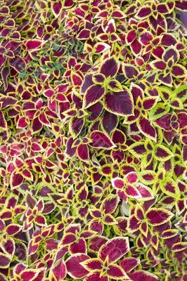 leaves,  structures