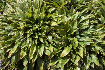 leaves,  structures