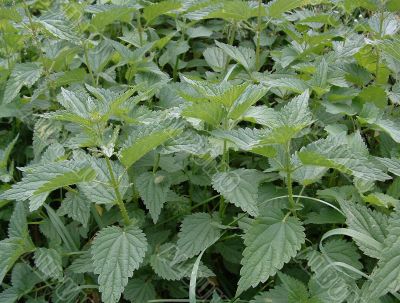 Nettle ordinary