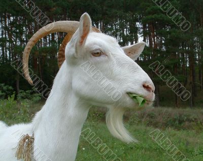Goat chewing a maple leaf