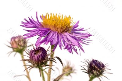 purple aster