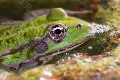 green frog macro