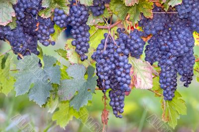 blue grapes on vines