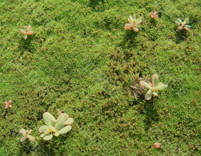 Flavovirent moss