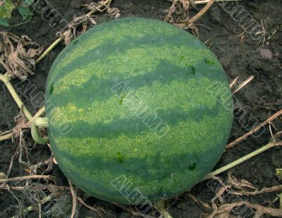Water-melon on a kitchen garden