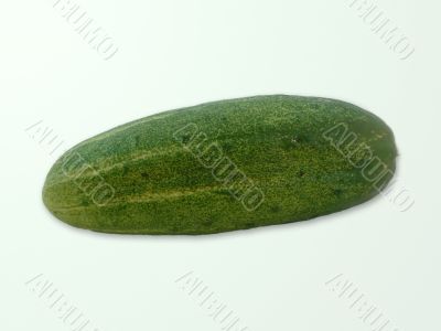 Natural cucumber not modified