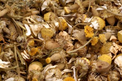 Dried camomile.