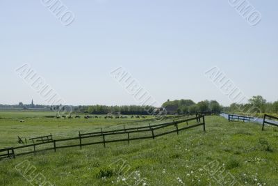 landscape with cows