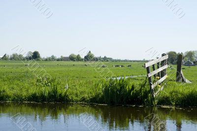 Landscape with farmland and cows