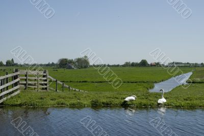landscape with two swans