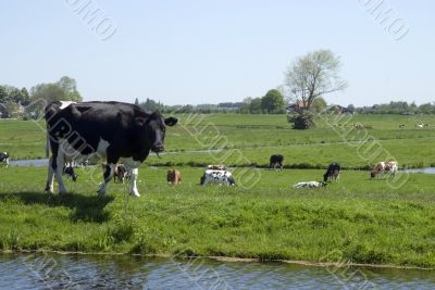 Landscape with a cow