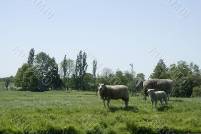 landscape with sheep