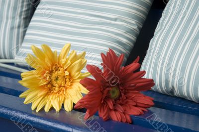 flowers in the garden
