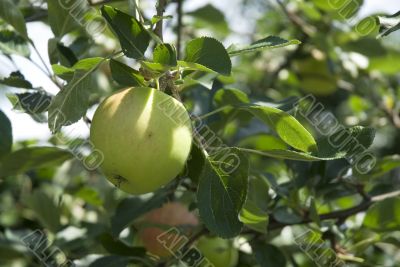 apple-tree