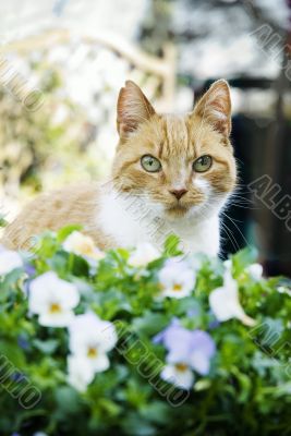 red cat